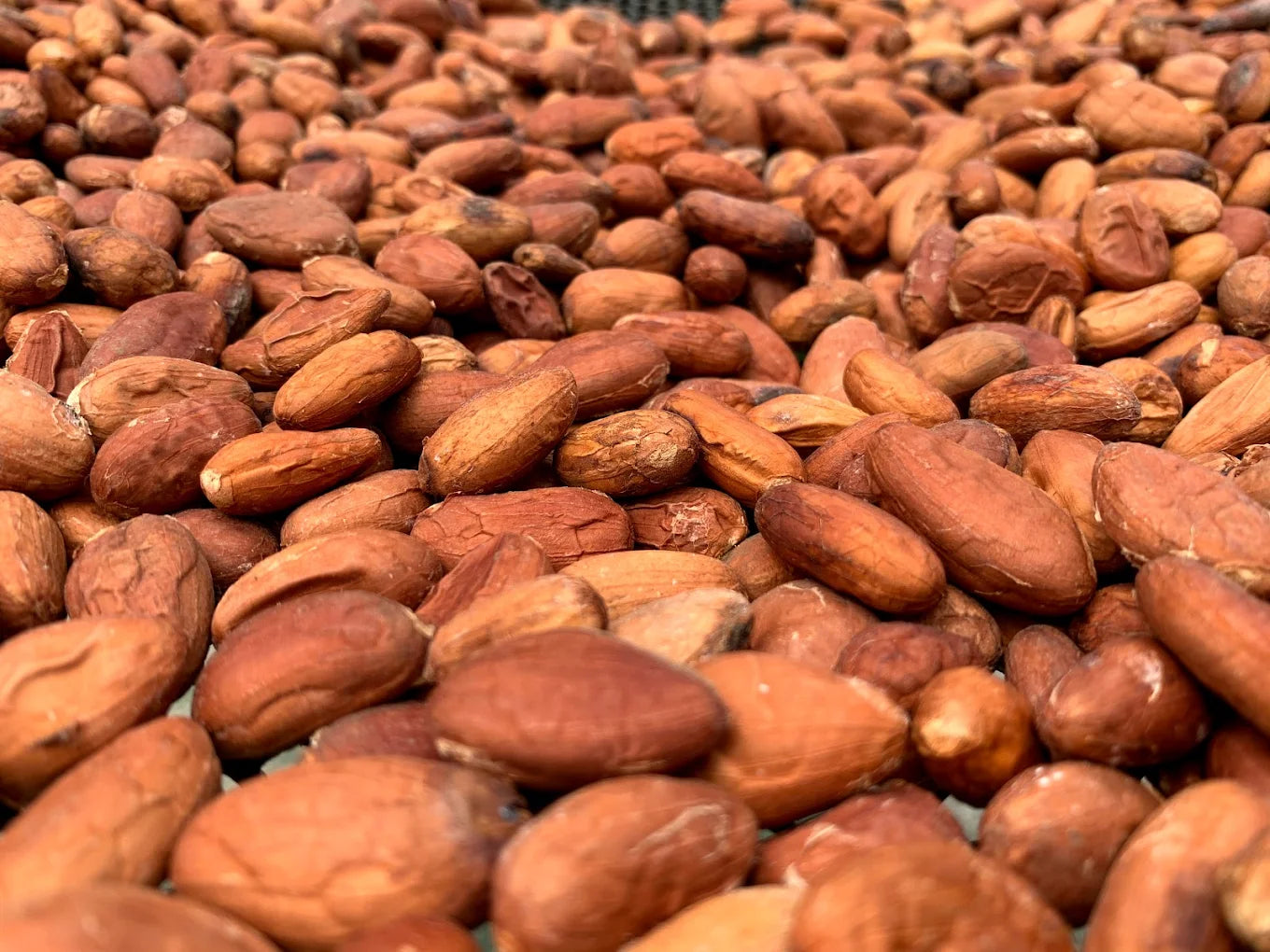 Sweet Adventure: Coffee and Chocolate Tour in La Fortuna