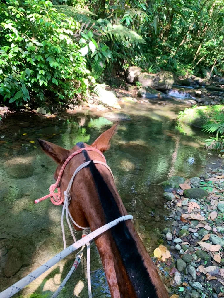 Horseback Riding Tour in La Fortuna
