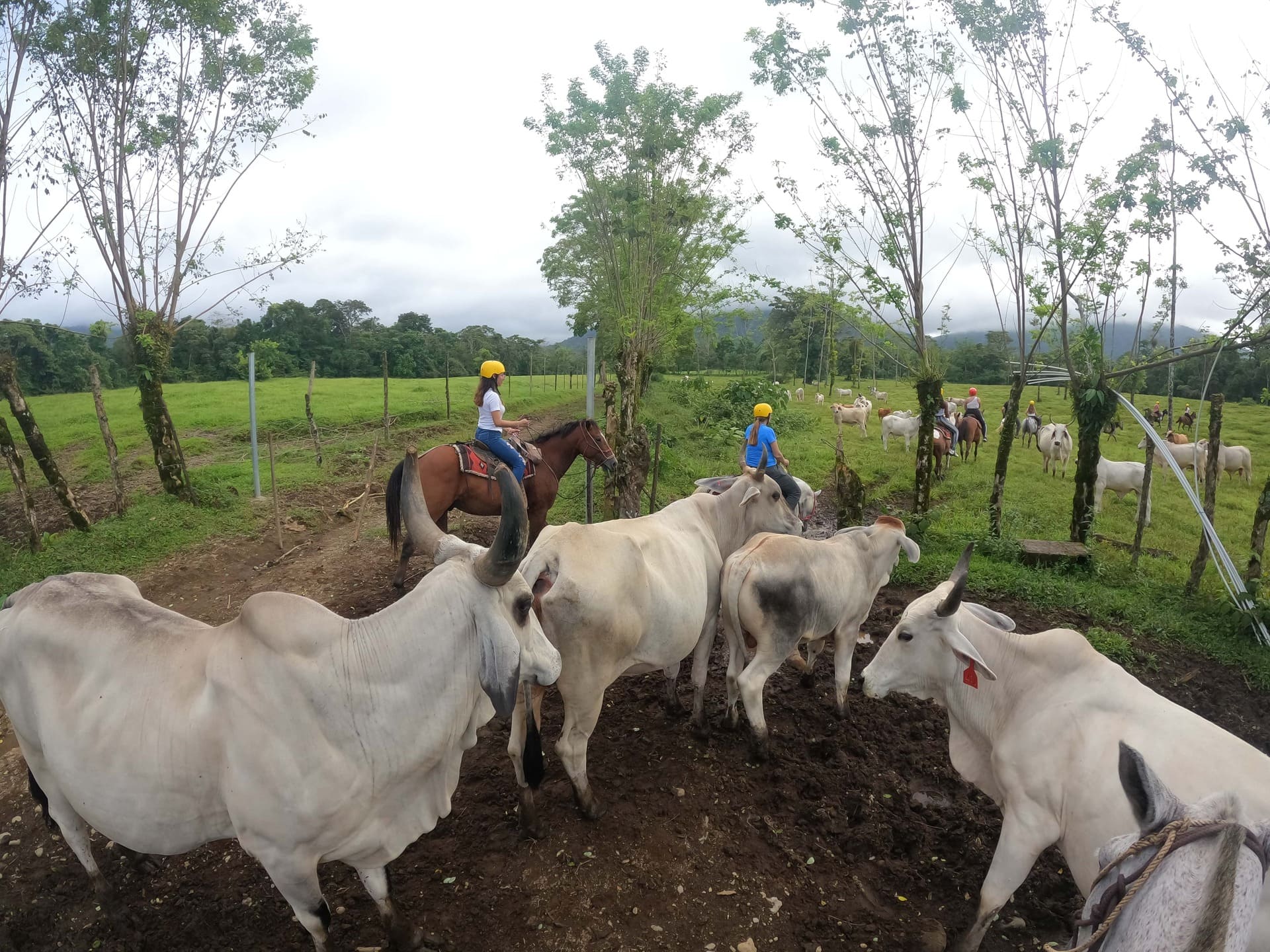 Horseback Riding Tour in La Fortuna