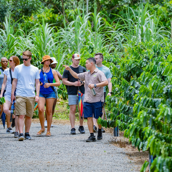 La Fortuna Coffee Experience near Arenal Volcano