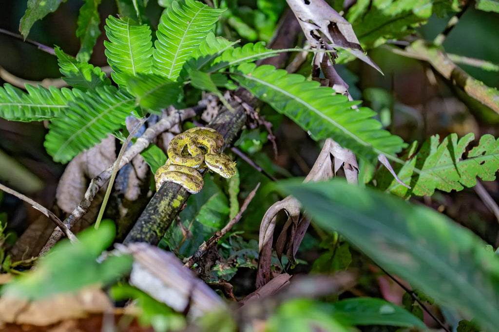 Arenal Volcano Hanging Bridges Experience