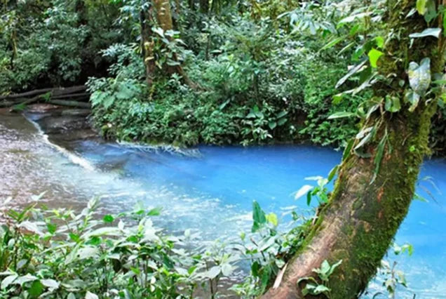 Río Celeste & Tenorio Volcano National Park Tour