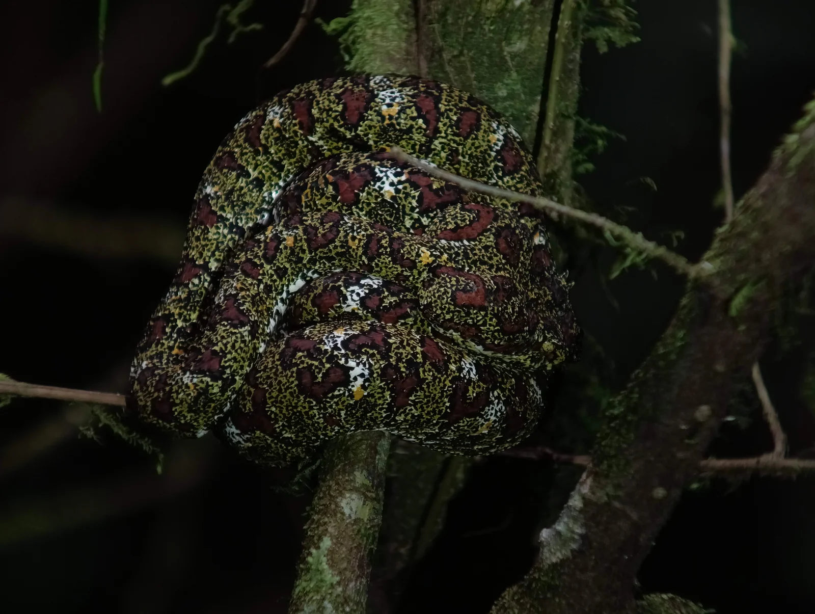 La Fortuna Night Walk – Discover Nocturnal Wildlife