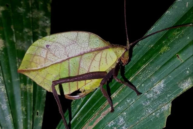 La Fortuna Night Walk – Discover Nocturnal Wildlife