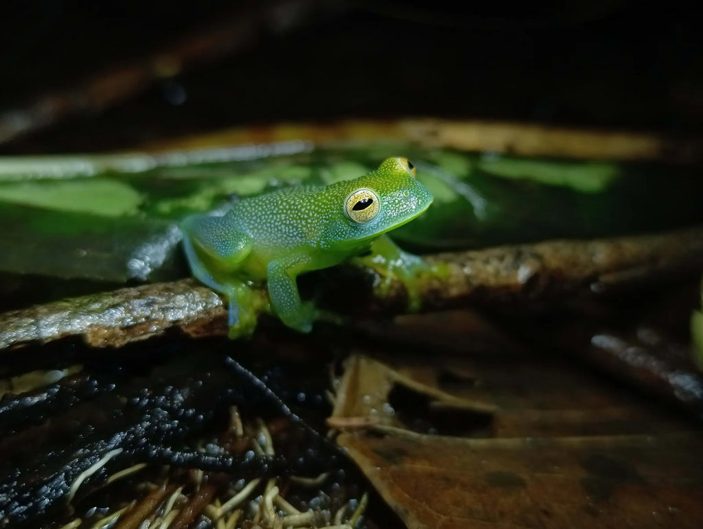 La Fortuna Night Walk – Discover Nocturnal Wildlife