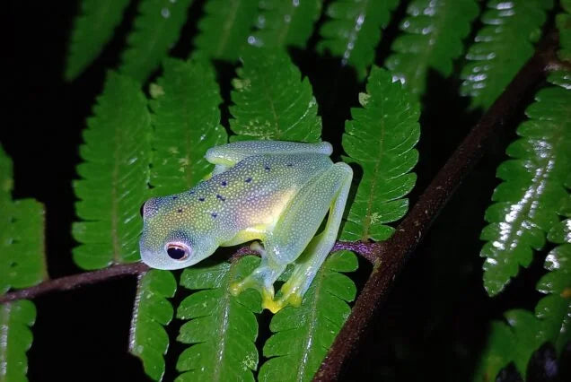 La Fortuna Night Walk – Discover Nocturnal Wildlife