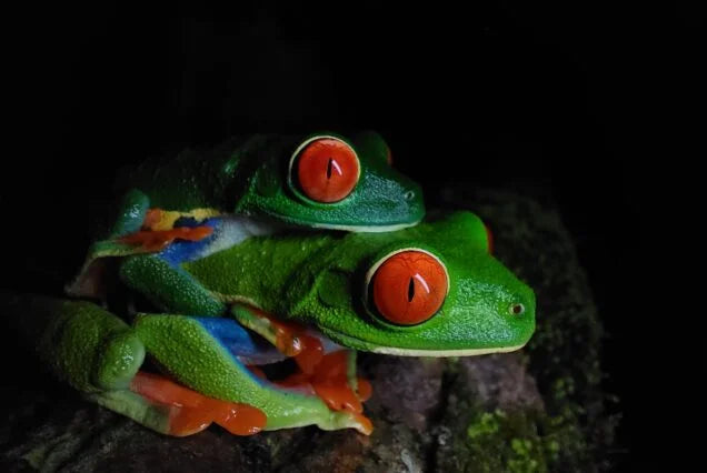 La Fortuna Night Walk – Discover Nocturnal Wildlife