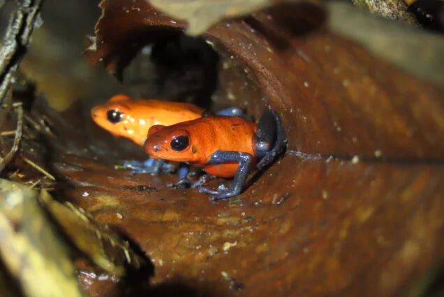 La Fortuna Night Walk – Discover Nocturnal Wildlife