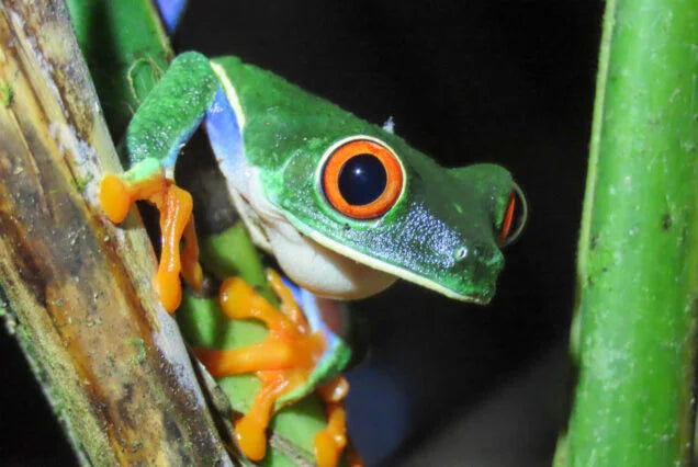 La Fortuna Night Walk – Discover Nocturnal Wildlife