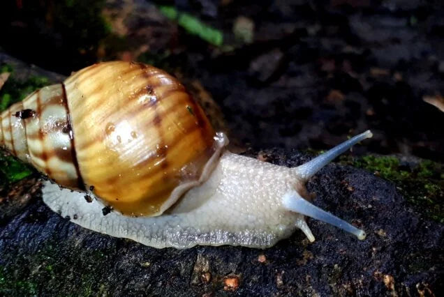 La Fortuna Night Walk – Discover Nocturnal Wildlife