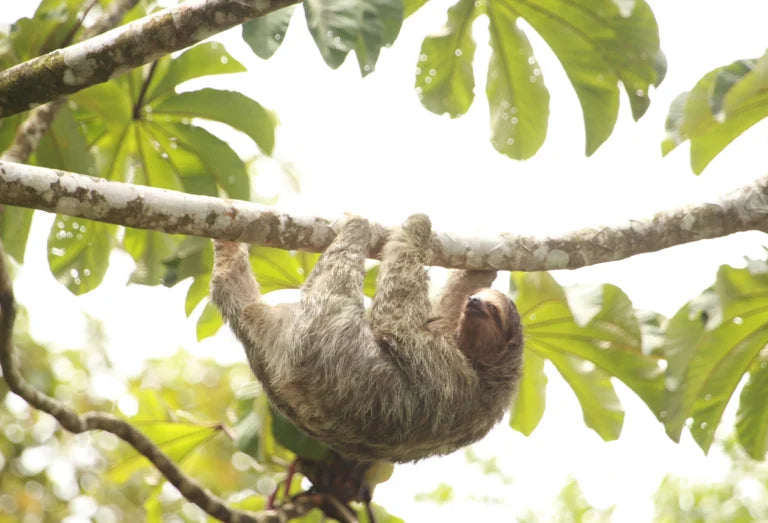 ATV Discovery Adventure in La Fortuna, Costa Rica