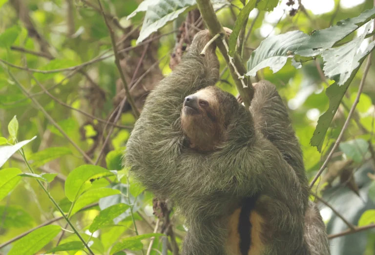 Side-by-Side Adventure in La Fortuna, Costa Rica