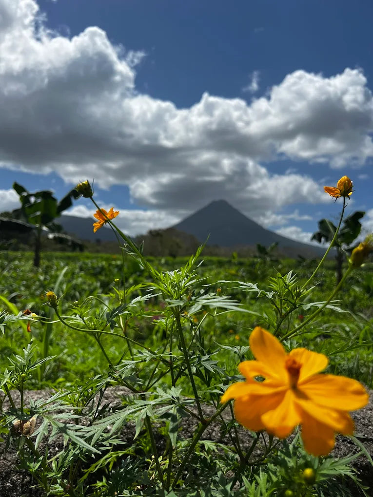 Sweet Adventure: Coffee and Chocolate Tour in La Fortuna