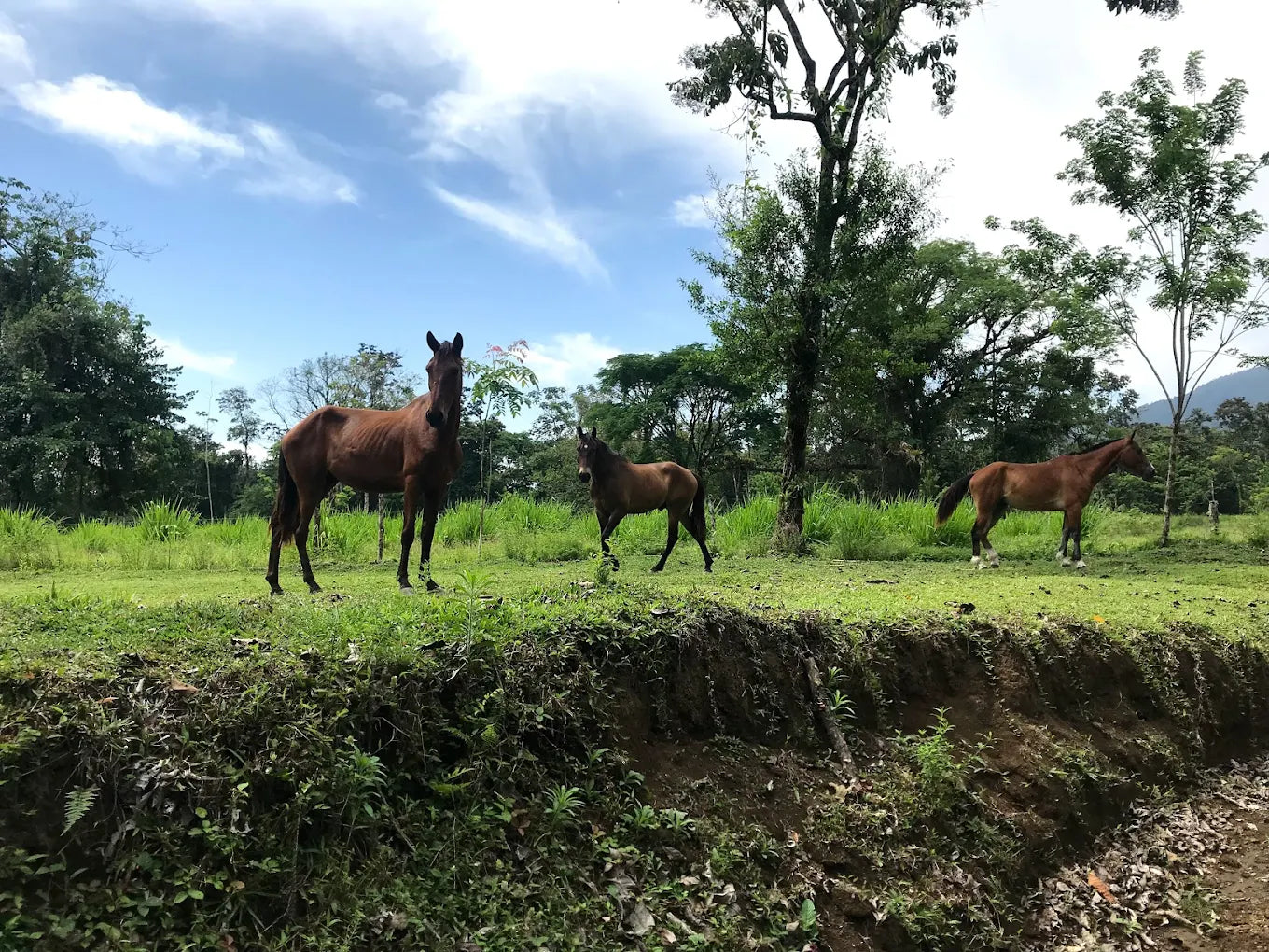 Horseback Riding Tour in La Fortuna