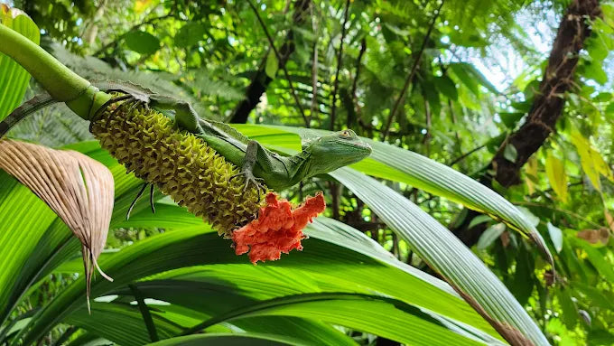 Ecotermales Fortuna Hot Springs & Gastronomic Experience