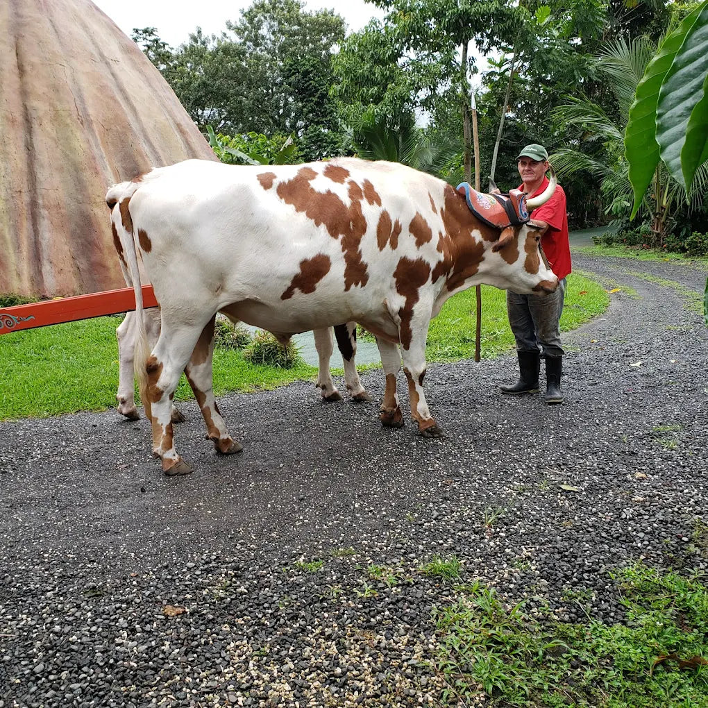 Sweet Adventure: Coffee and Chocolate Tour in La Fortuna