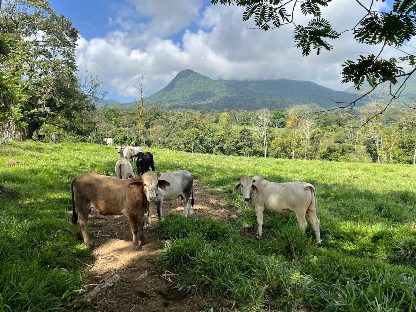 Horseback Riding Tour in La Fortuna