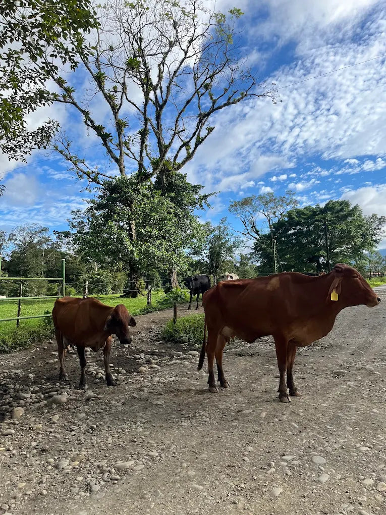 ATV Off-Road Experience: Conquer La Fortuna Trails