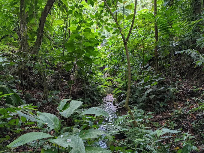 Ecotermales Fortuna Hot Springs & Gastronomic Experience