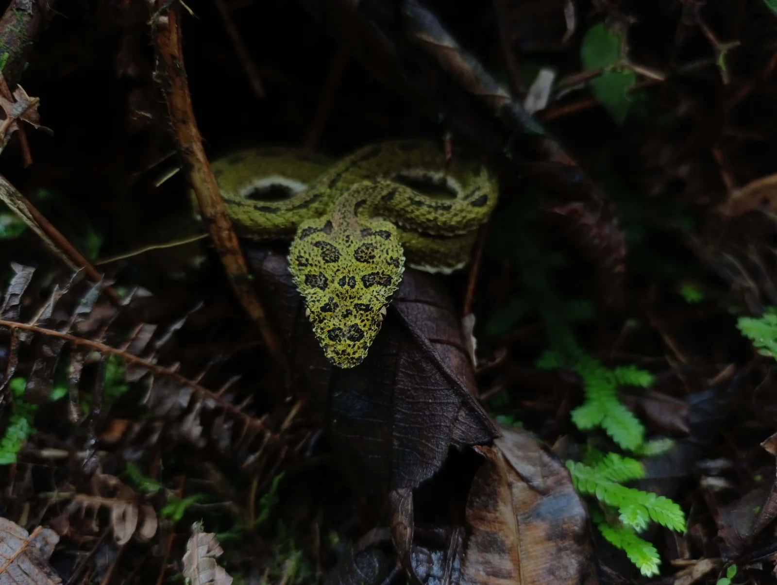 La Fortuna Night Walk – Discover Nocturnal Wildlife